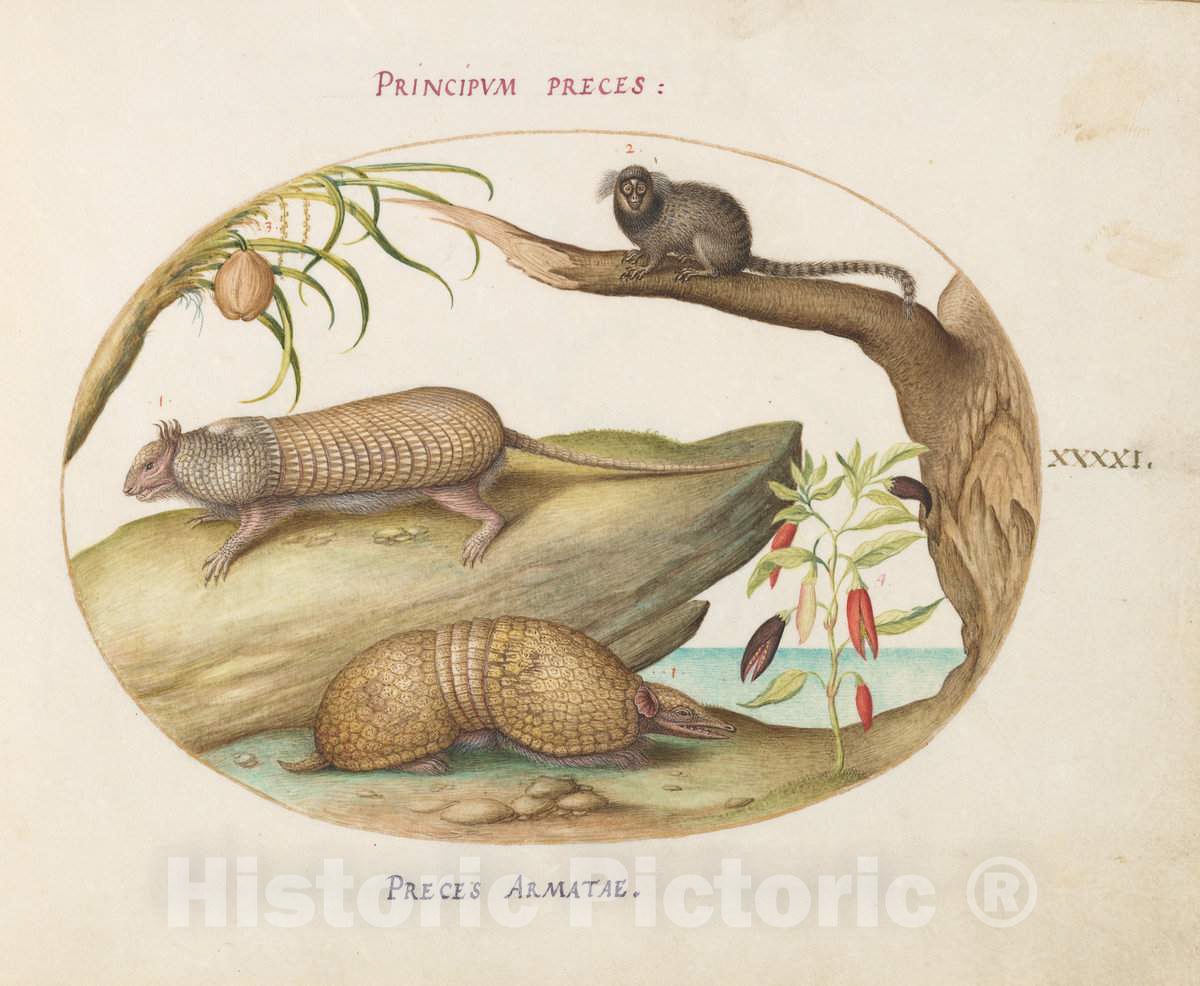 Art Print : Joris Hoefnagel, Animalia Qvadrvpedia et Reptilia (Terra): Plate XLI, c.1578 - Vintage Wall Art