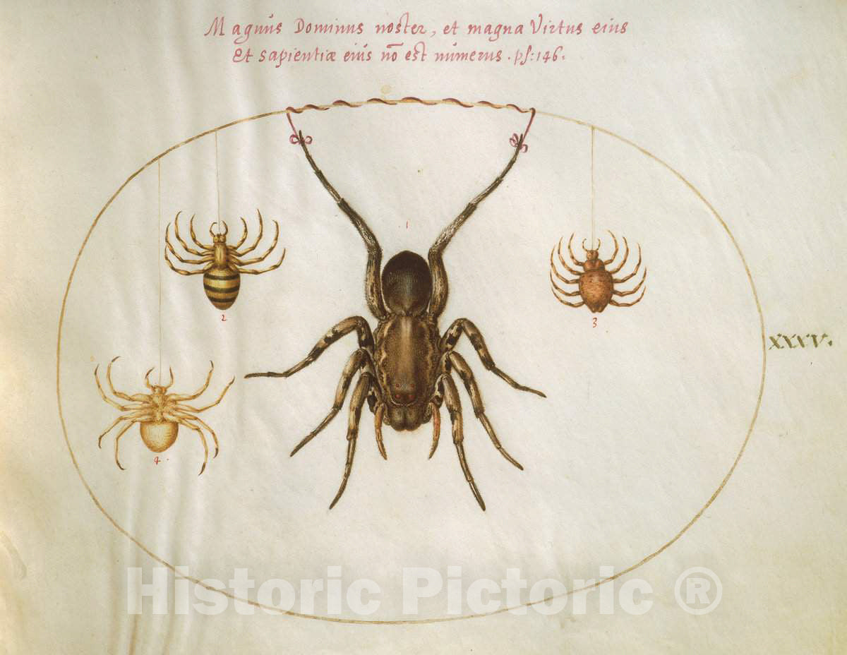 Art Print : Joris Hoefnagel, Animalia Rationalia et Insecta (Ignis): Plate XXXV, c.1578 - Vintage Wall Art