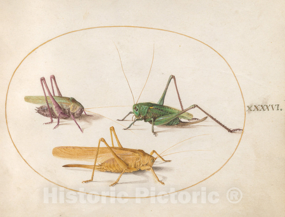 Art Print : Joris Hoefnagel, Animalia Rationalia et Insecta (Ignis): Plate XLVI, c.1578 - Vintage Wall Art