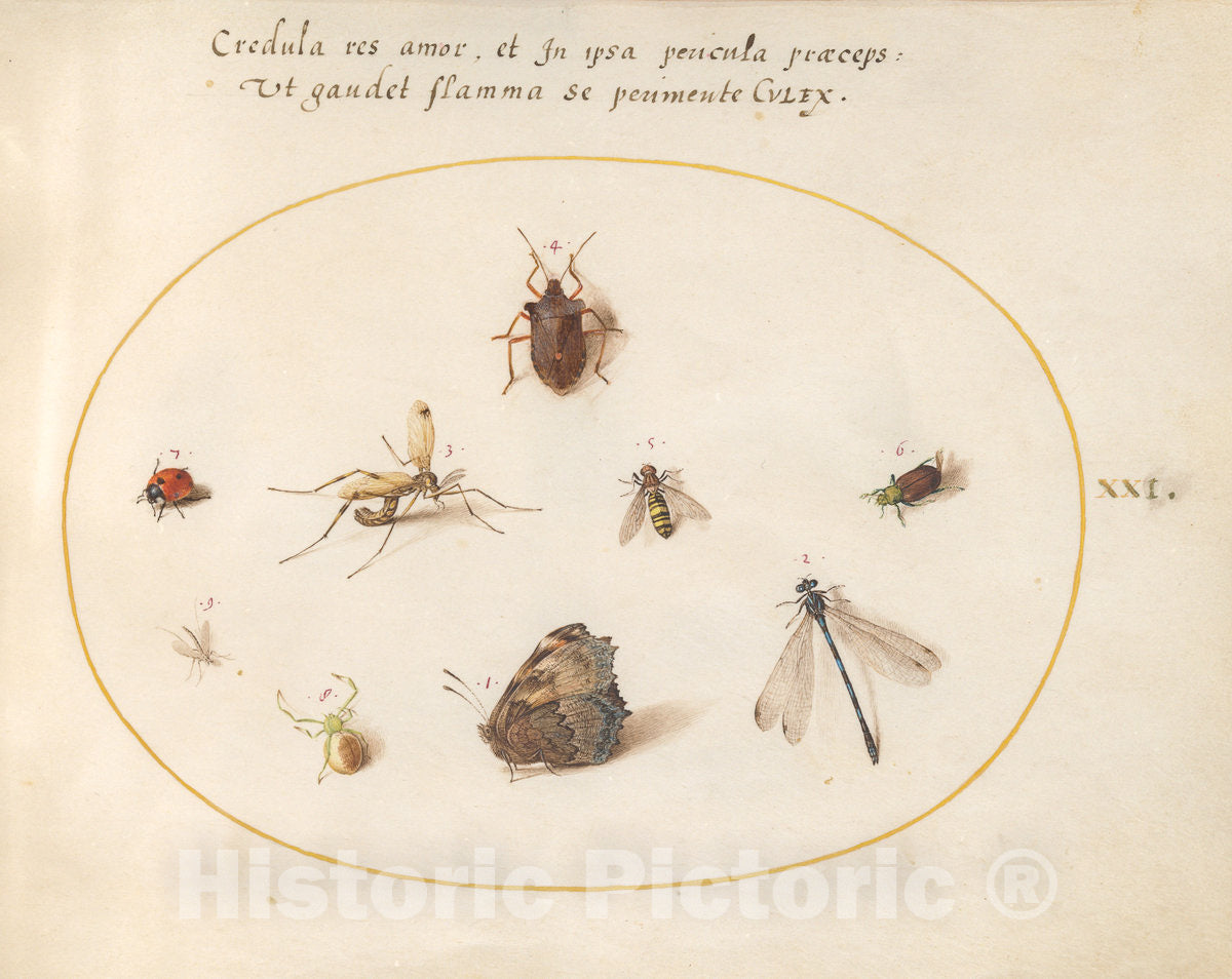 Art Print : Joris Hoefnagel, Animalia Rationalia et Insecta (Ignis): Plate XXI, c.1578 - Vintage Wall Art