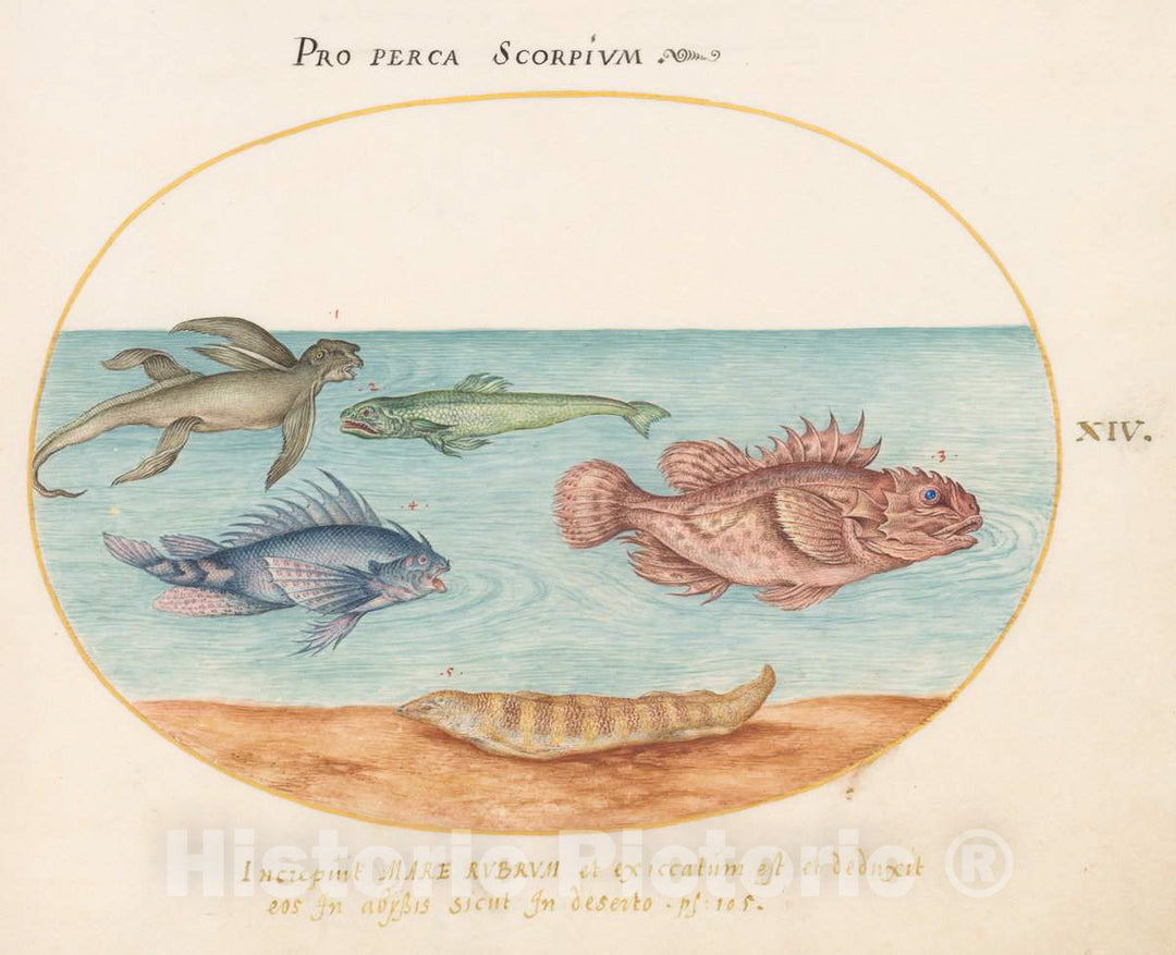 Art Print : Joris Hoefnagel, Animalia Aqvatilia et Cochiliata (Aqva): Plate XIV, c.1578 - Vintage Wall Art