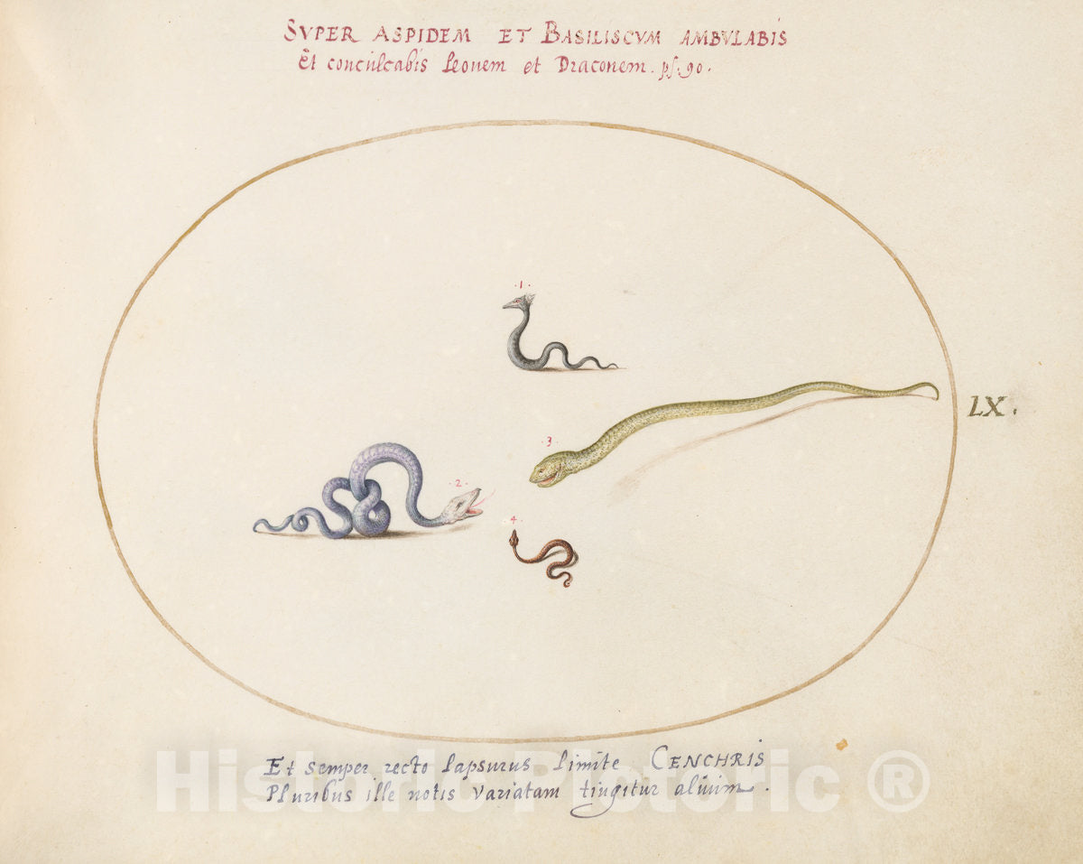 Art Print : Joris Hoefnagel, Animalia Qvadrvpedia et Reptilia (Terra): Plate LX, c.1578 - Vintage Wall Art