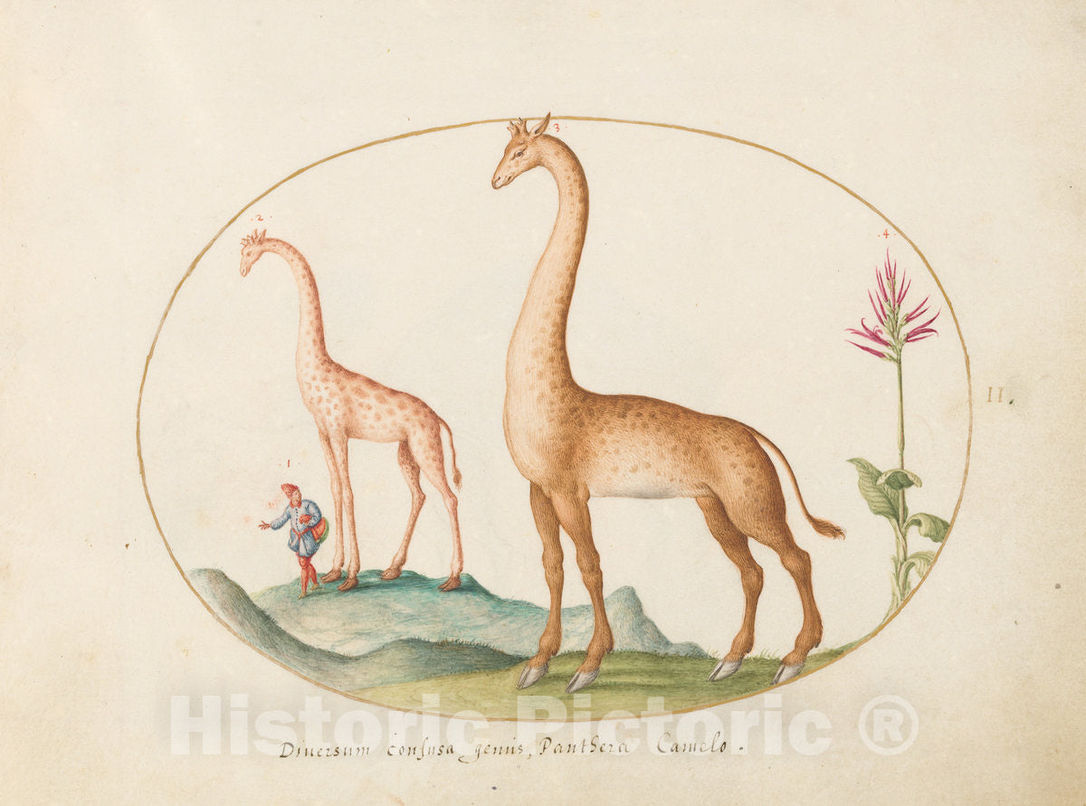 Art Print : Joris Hoefnagel, Animalia Qvadrvpedia et Reptilia (Terra): Plate II, c.1578 - Vintage Wall Art