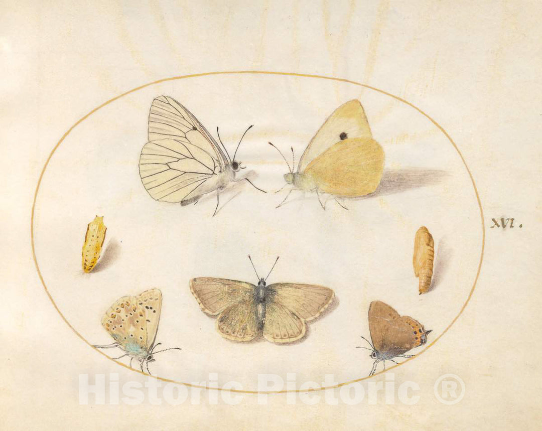 Art Print : Joris Hoefnagel, Animalia Rationalia et Insecta (Ignis): Plate XVI, c.1578 - Vintage Wall Art