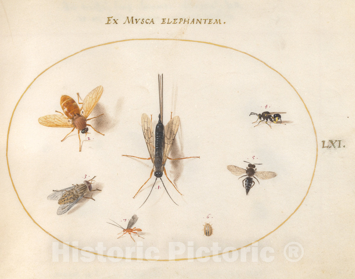 Art Print : Joris Hoefnagel, Animalia Rationalia et Insecta (Ignis): Plate LXI, c.1578 - Vintage Wall Art