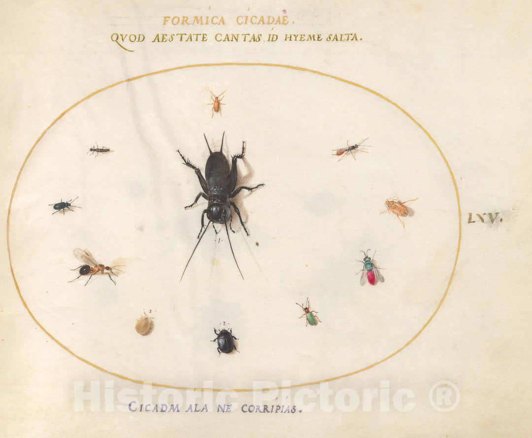 Art Print : Joris Hoefnagel, Animalia Rationalia et Insecta (Ignis): Plate LXV, c.1578 - Vintage Wall Art