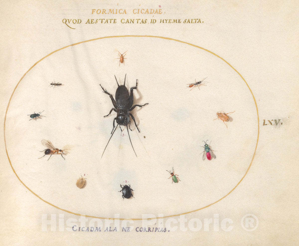 Art Print : Joris Hoefnagel, Animalia Rationalia et Insecta (Ignis): Plate LXV, c.1578 - Vintage Wall Art