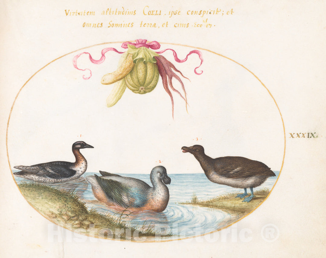 Art Print : Joris Hoefnagel, Animalia Volatilia et Amphibia (Aier): Plate XXXIX, c.1578 - Vintage Wall Art