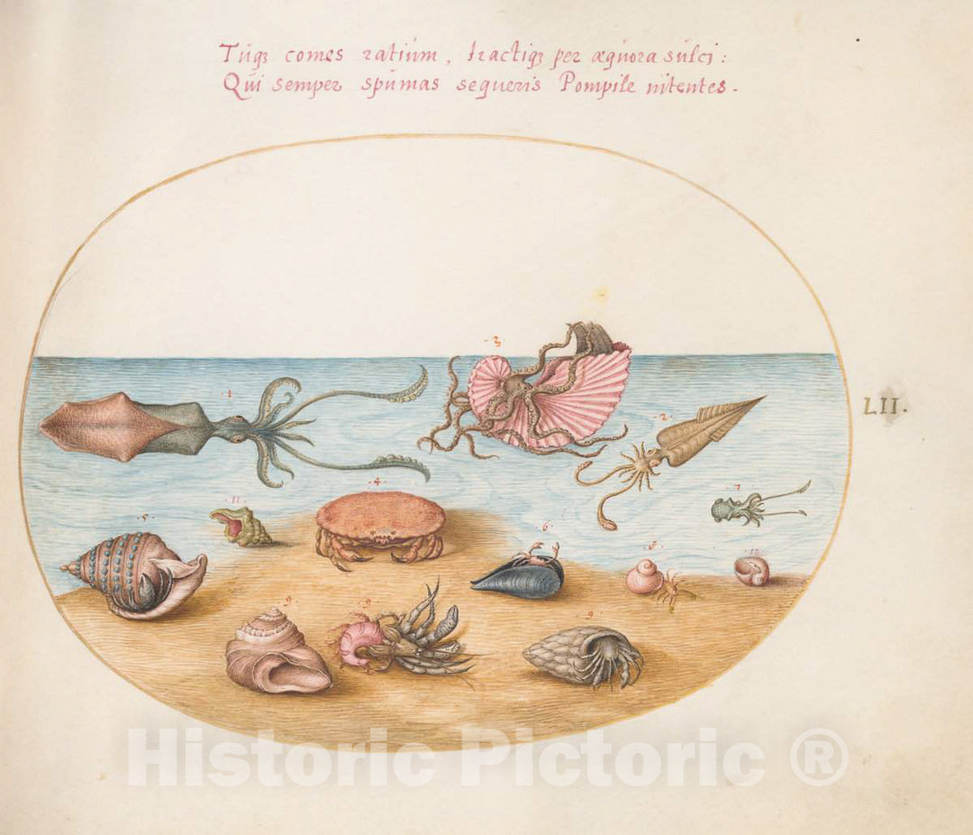 Art Print : Joris Hoefnagel, Animalia Aqvatilia et Cochiliata (Aqva): Plate LII, c.1578 - Vintage Wall Art