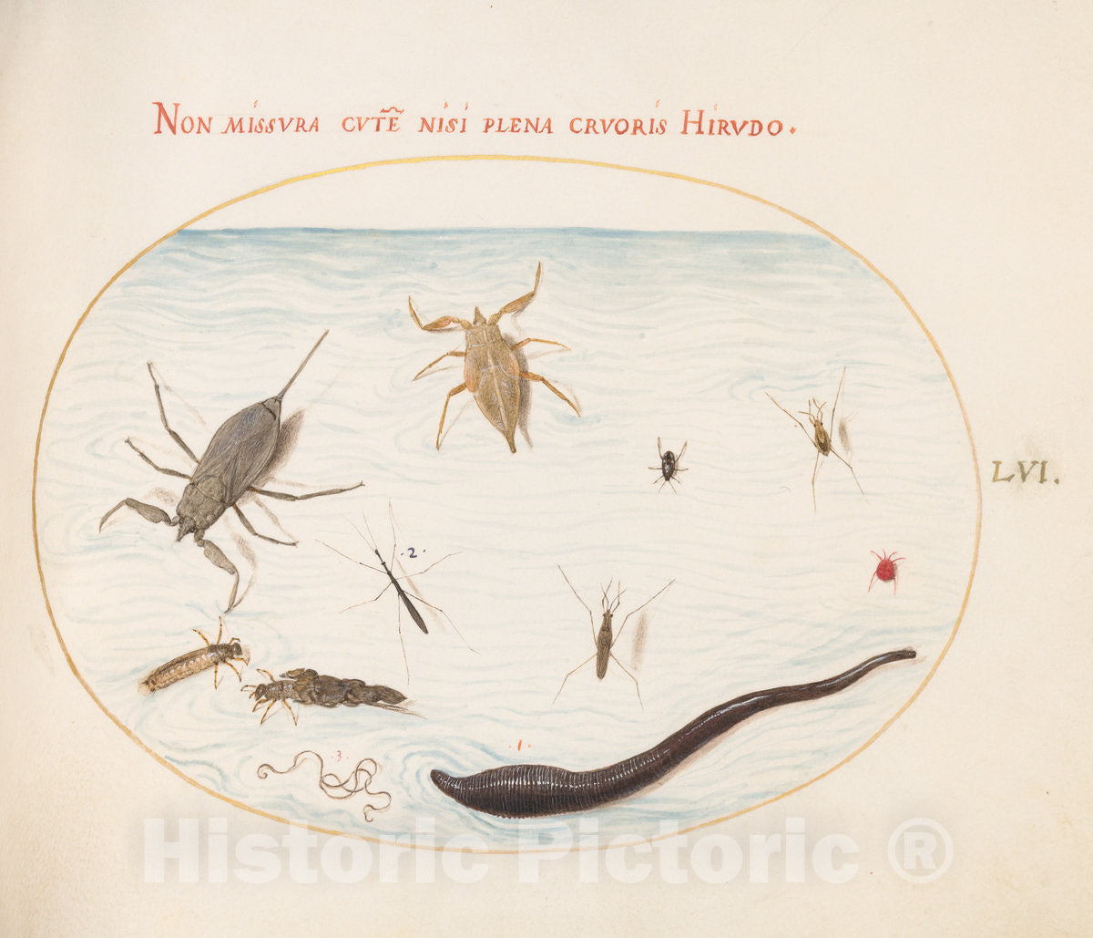 Art Print : Joris Hoefnagel, Animalia Aqvatilia et Cochiliata (Aqva): Plate LVI, c.1578 - Vintage Wall Art