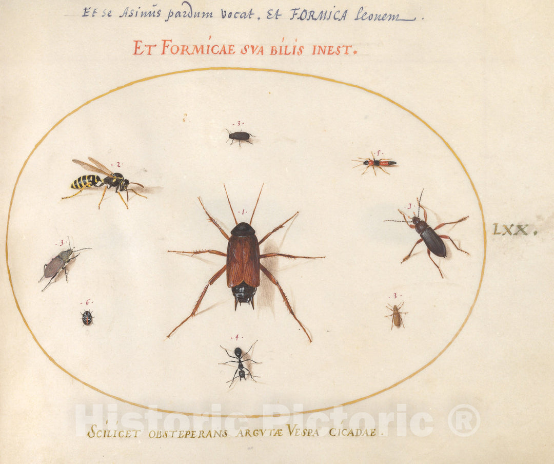 Art Print : Joris Hoefnagel, Animalia Rationalia et Insecta (Ignis): Plate LXX, c.1578 - Vintage Wall Art