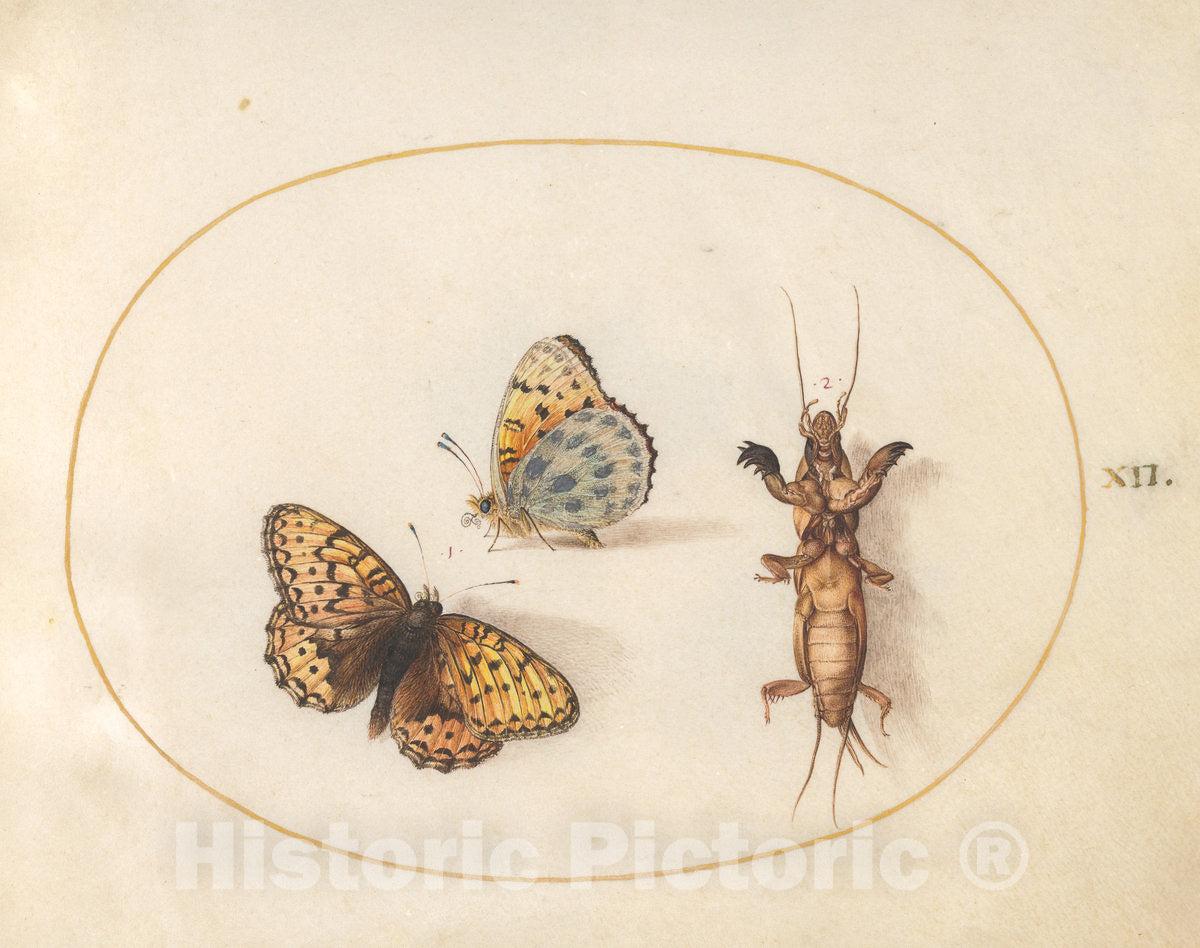 Art Print : Joris Hoefnagel, Animalia Rationalia et Insecta (Ignis): Plate XII, c.1578 - Vintage Wall Art