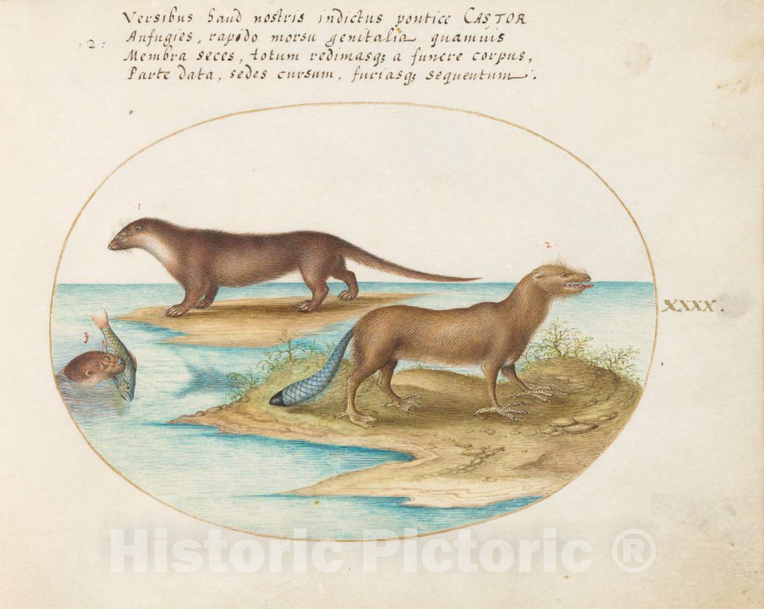 Art Print : Joris Hoefnagel, Animalia Qvadrvpedia et Reptilia (Terra): Plate XL, c.1578 - Vintage Wall Art