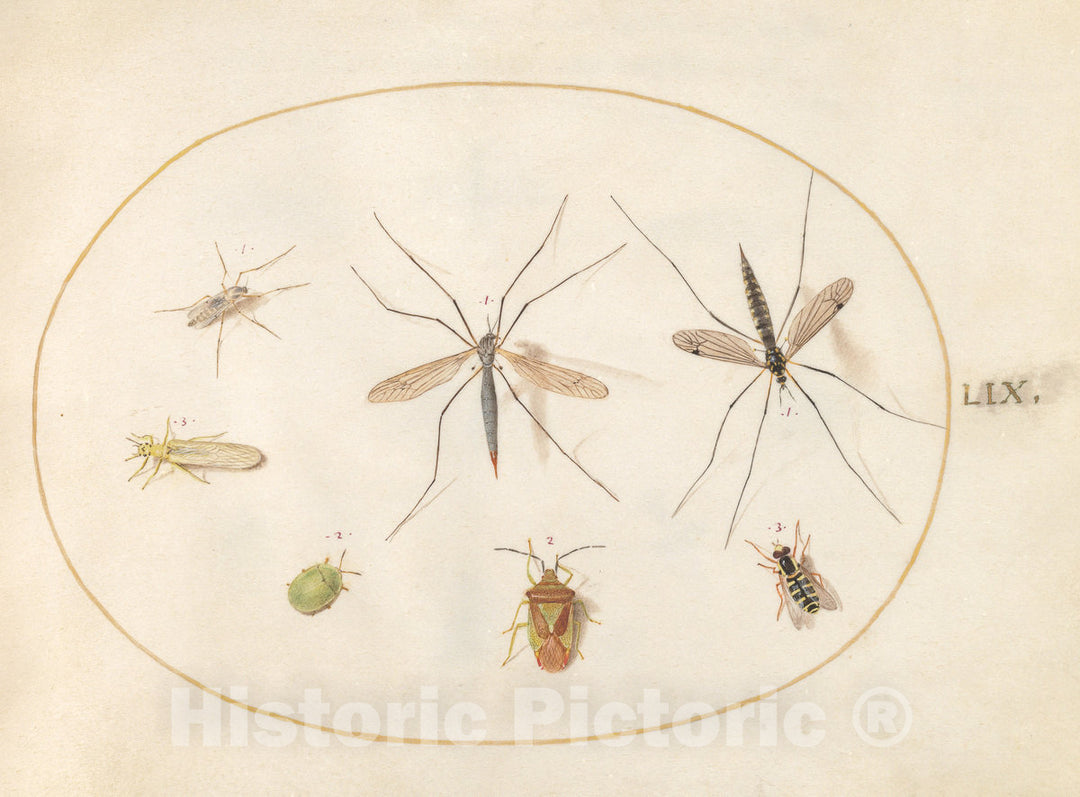 Art Print : Joris Hoefnagel, Animalia Rationalia et Insecta (Ignis): Plate LIX, c.1578 - Vintage Wall Art