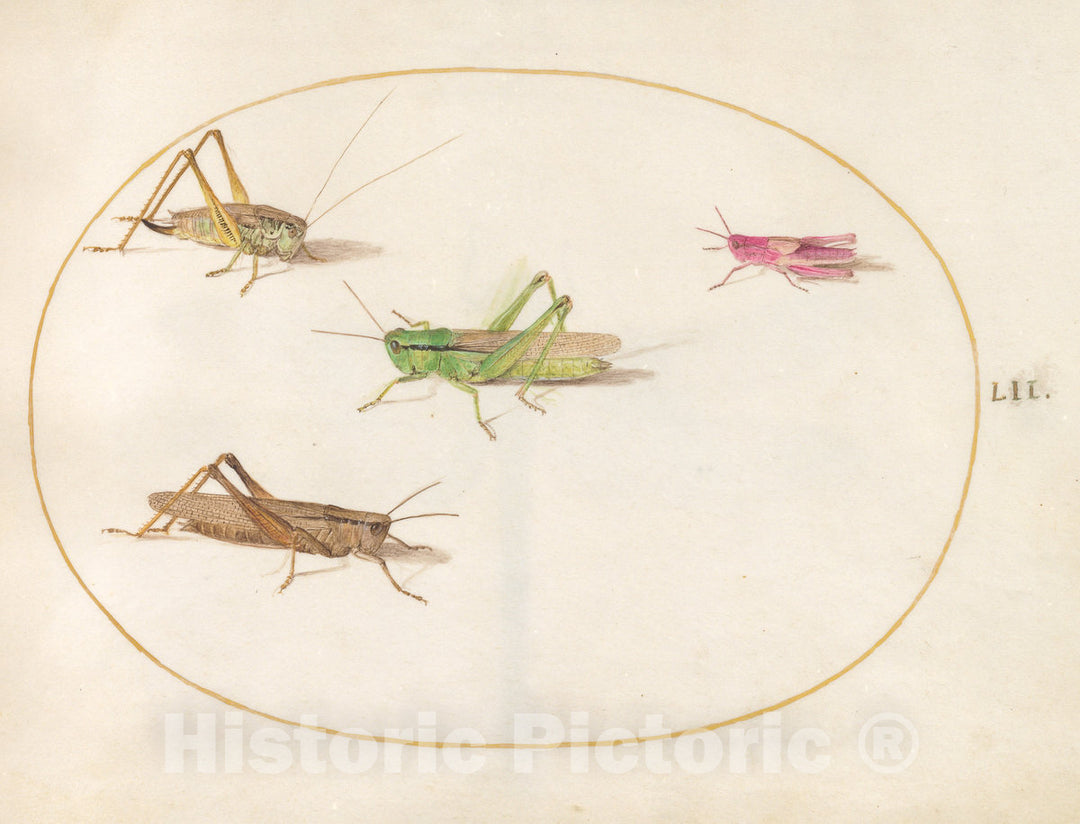 Art Print : Joris Hoefnagel, Animalia Rationalia et Insecta (Ignis): Plate LII, c.1578 - Vintage Wall Art