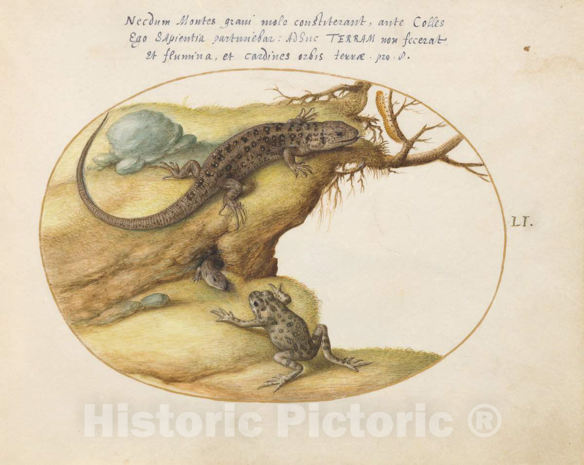 Art Print : Joris Hoefnagel, Animalia Qvadrvpedia et Reptilia (Terra): Plate LI, c.1578 - Vintage Wall Art