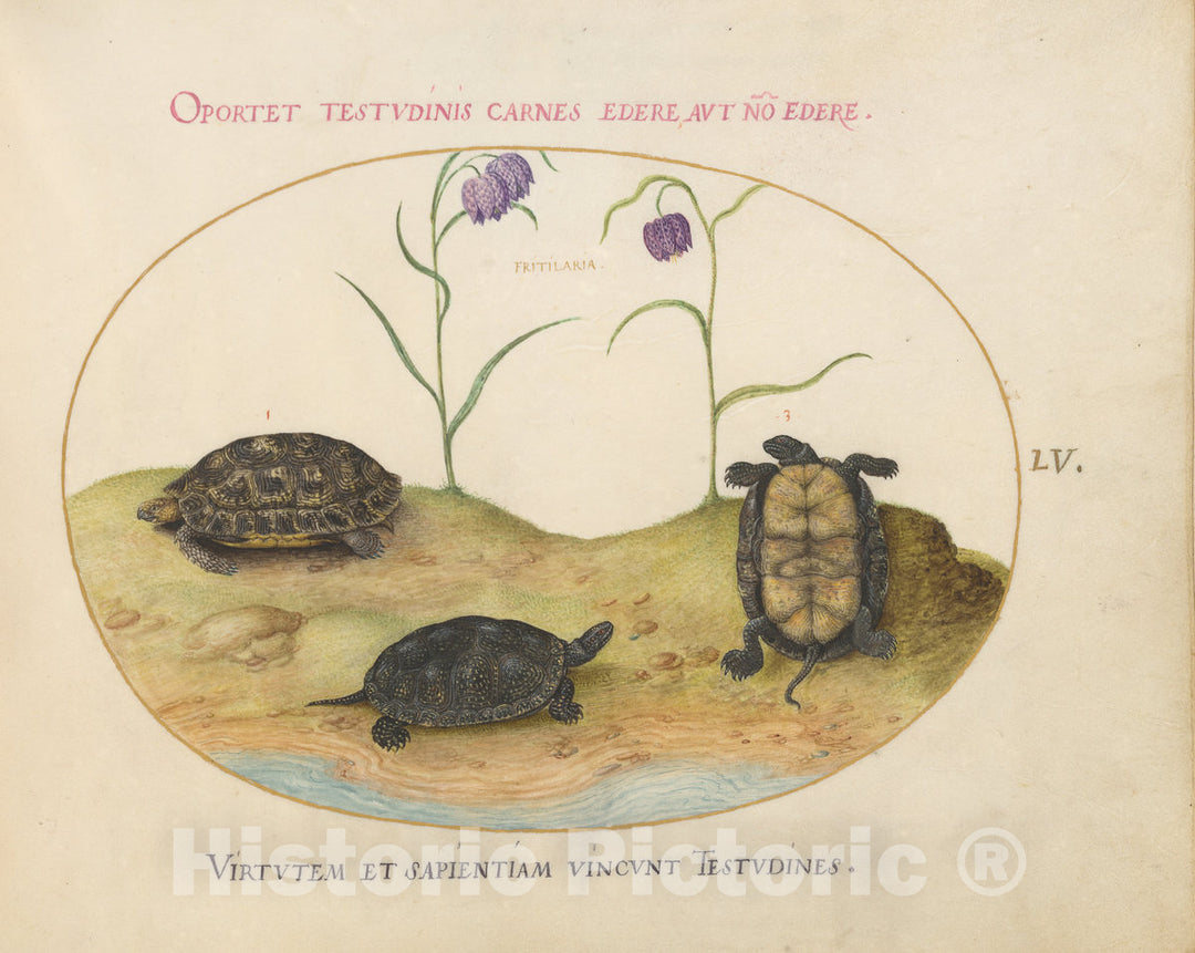 Art Print : Joris Hoefnagel, Animalia Qvadrvpedia et Reptilia (Terra): Plate LV, c.1578 - Vintage Wall Art