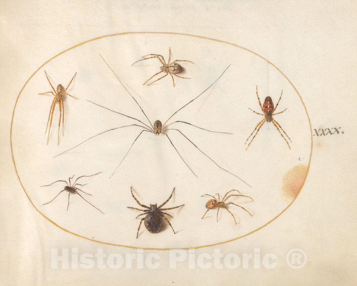 Art Print : Joris Hoefnagel, Animalia Rationalia et Insecta (Ignis): Plate XL, c.1578 - Vintage Wall Art