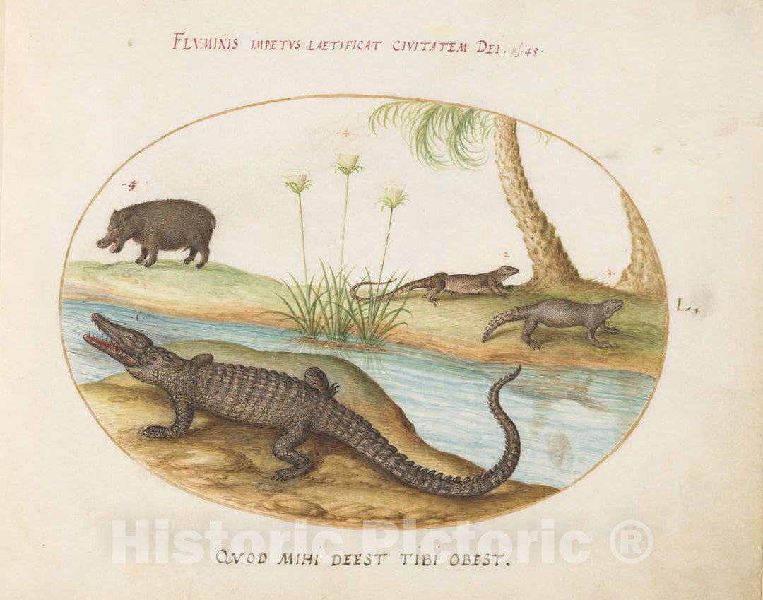 Art Print : Joris Hoefnagel, Animalia Qvadrvpedia et Reptilia (Terra): Plate L, c.1578 - Vintage Wall Art