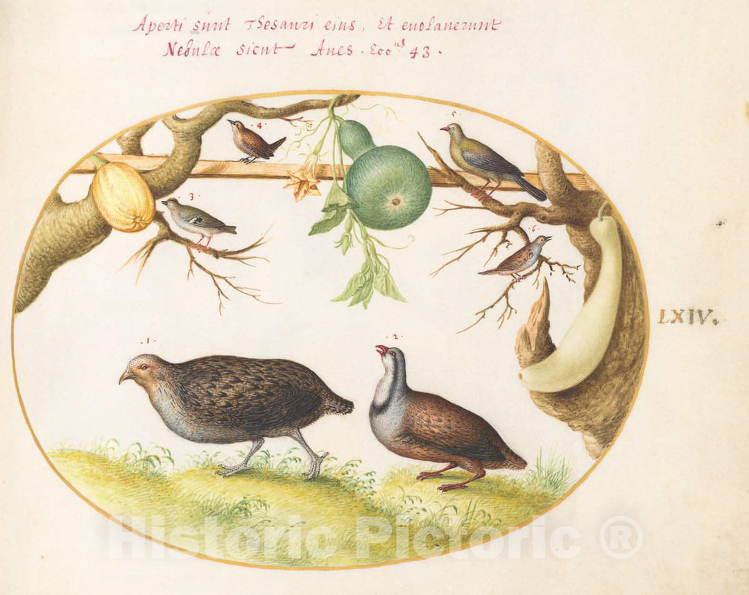 Art Print : Joris Hoefnagel, Animalia Volatilia et Amphibia (Aier): Plate LXIV, c.1578 - Vintage Wall Art