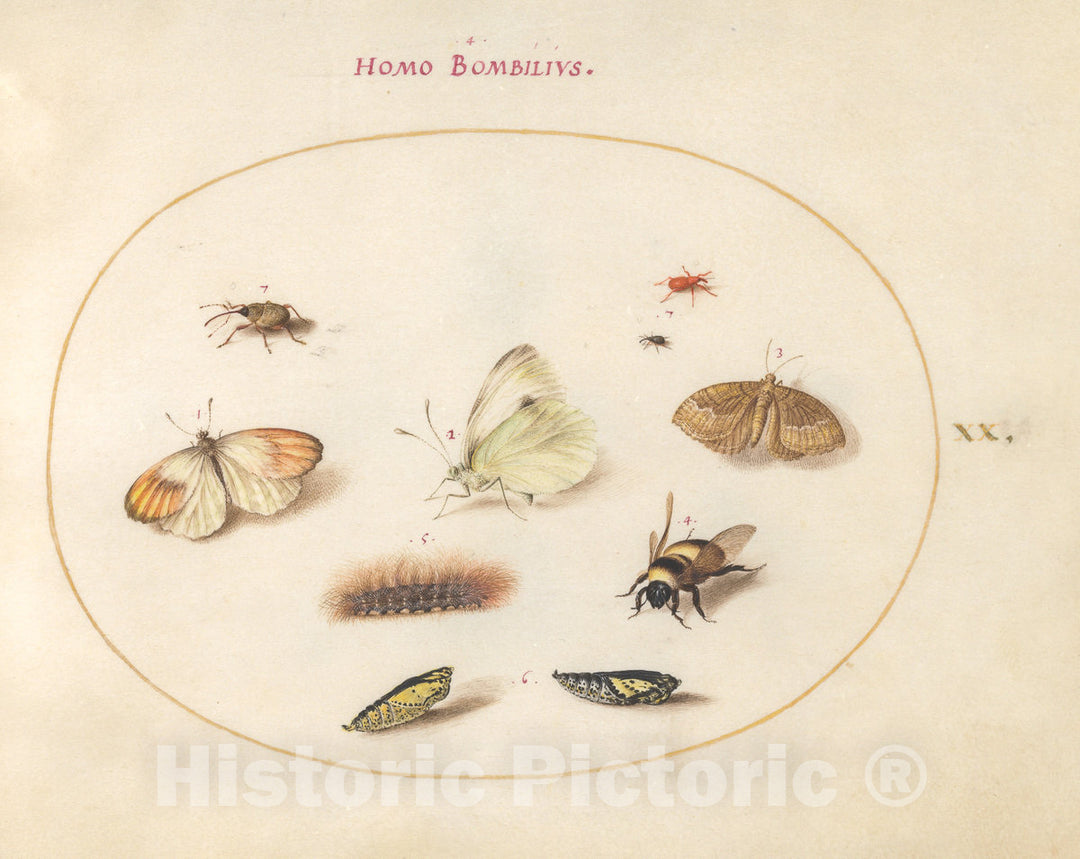 Art Print : Joris Hoefnagel, Animalia Rationalia et Insecta (Ignis): Plate XX, c.1578 - Vintage Wall Art