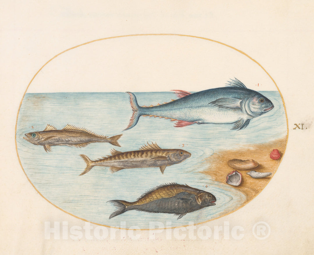 Art Print : Joris Hoefnagel, Animalia Aqvatilia et Cochiliata (Aqva): Plate XI, c.1578 - Vintage Wall Art