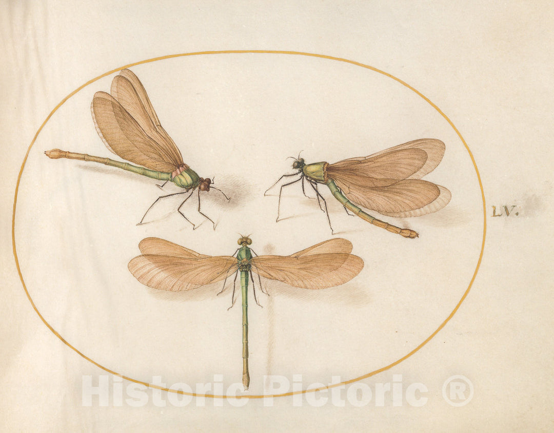 Art Print : Joris Hoefnagel, Animalia Rationalia et Insecta (Ignis): Plate LV, c.1578 - Vintage Wall Art