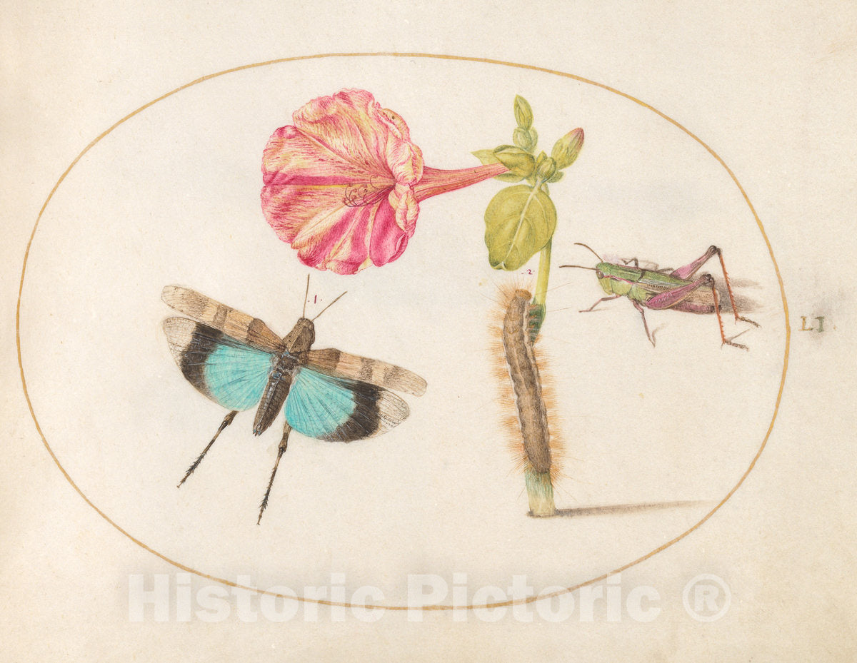 Art Print : Joris Hoefnagel, Animalia Rationalia et Insecta (Ignis): Plate LI, c.1578 - Vintage Wall Art