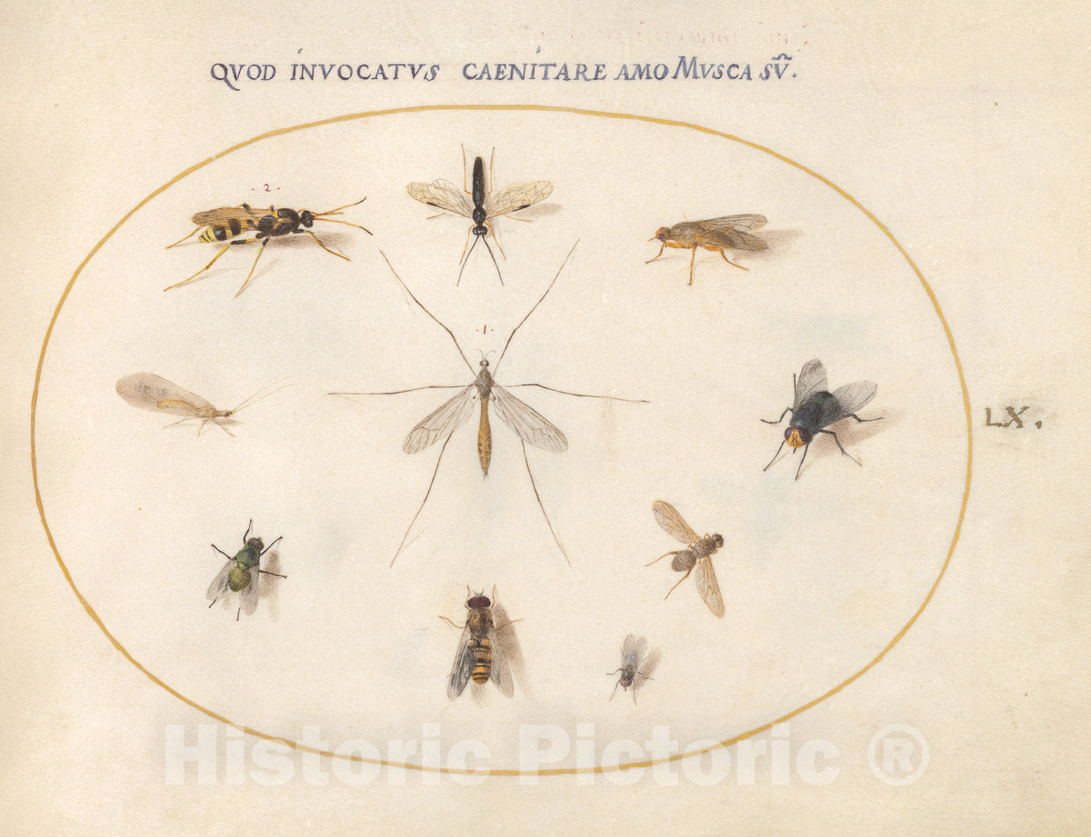 Art Print : Joris Hoefnagel, Animalia Rationalia et Insecta (Ignis): Plate LX, c.1578 - Vintage Wall Art