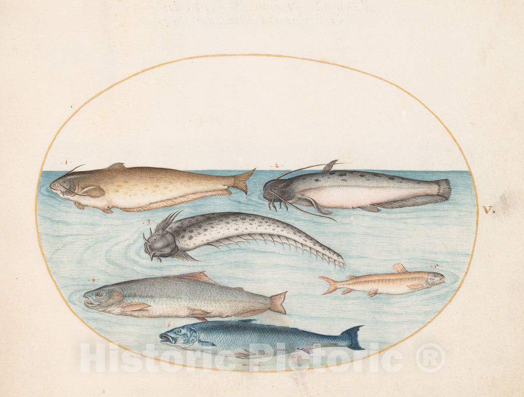 Art Print : Joris Hoefnagel, Animalia Aqvatilia et Cochiliata (Aqva): Plate V, c.1578 - Vintage Wall Art