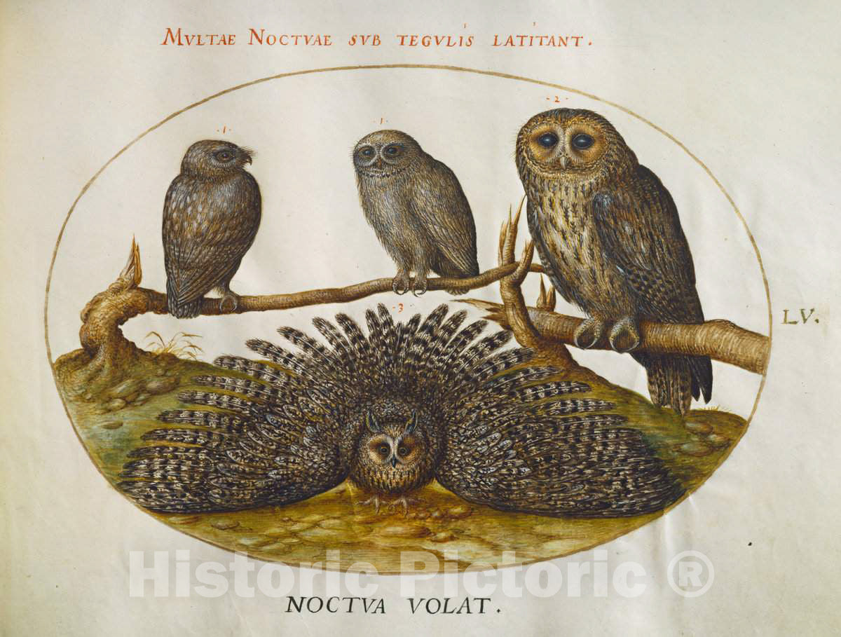 Art Print : Joris Hoefnagel, Animalia Volatilia et Amphibia (Aier): Plate LV, c.1578 - Vintage Wall Art