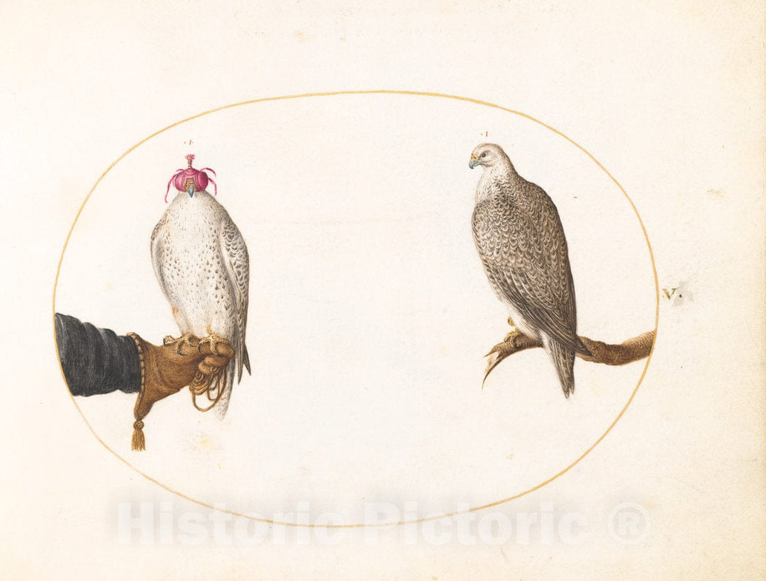 Art Print : Joris Hoefnagel, Animalia Volatilia et Amphibia (Aier): Plate V, c.1578 - Vintage Wall Art