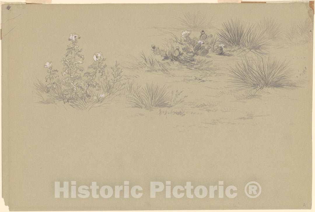 Art Print : Frederick Kensett, Flowering Bush and Desert Plants, 19th Century - Vintage Wall Art