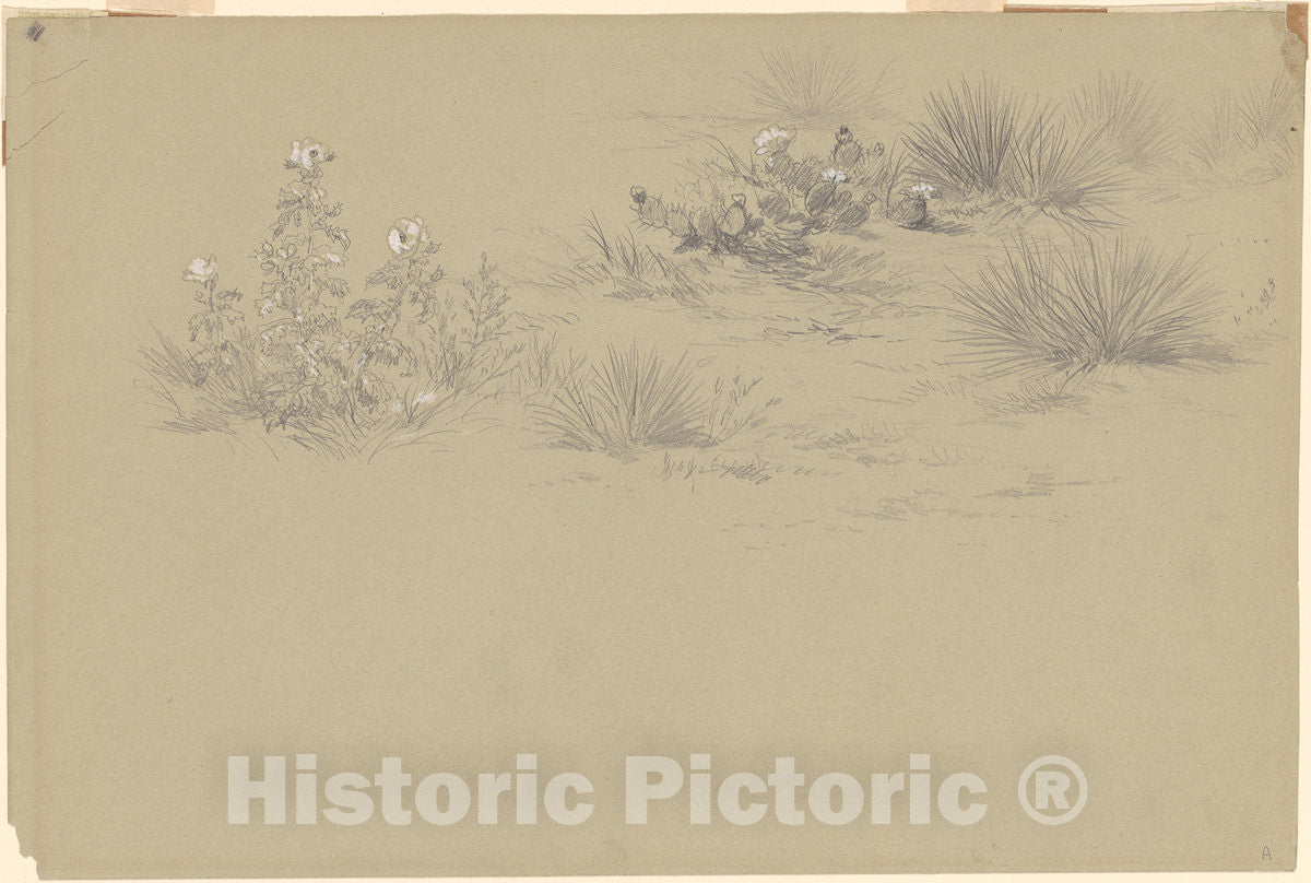 Art Print : Frederick Kensett, Flowering Bush and Desert Plants, 19th Century - Vintage Wall Art