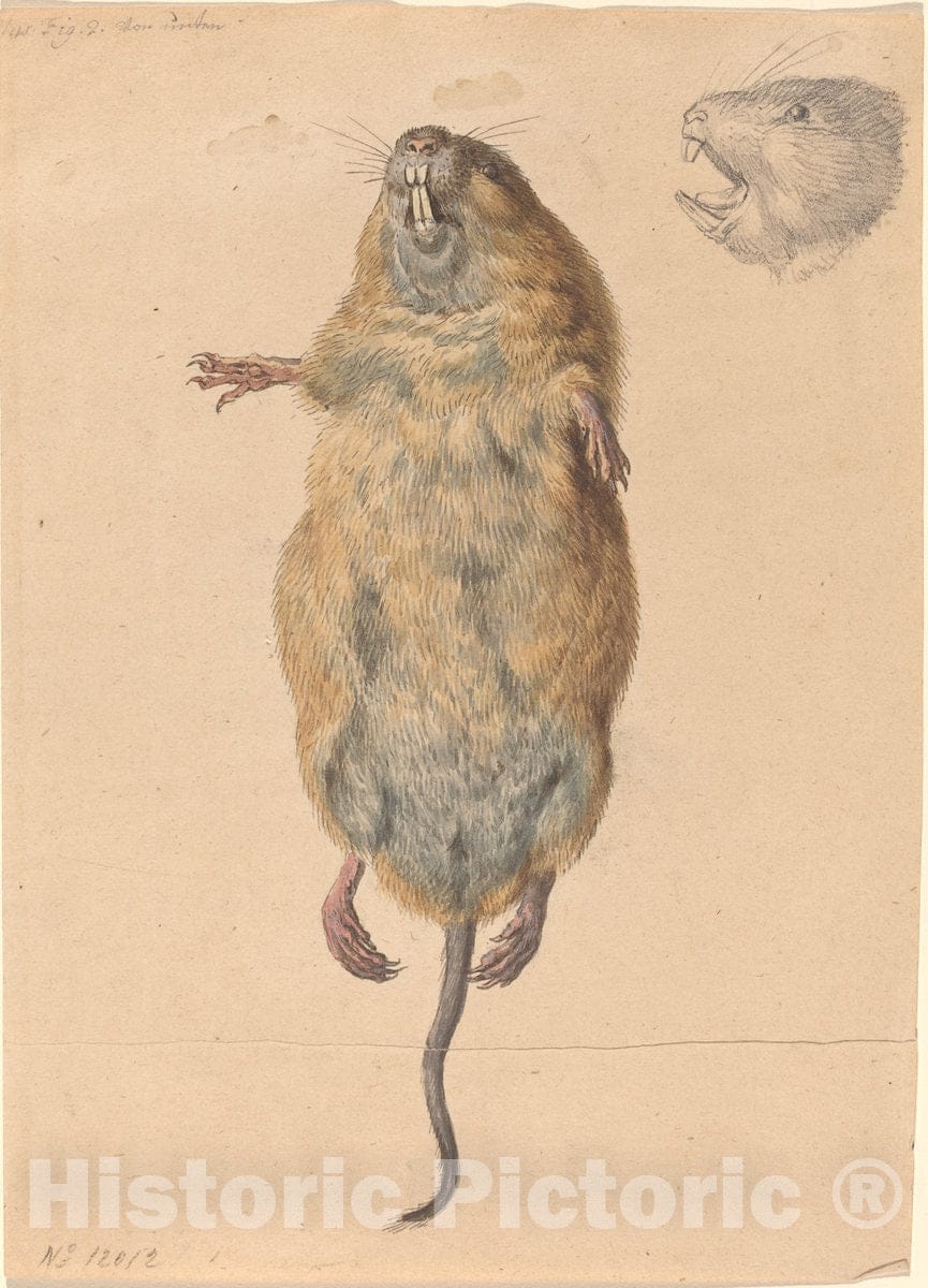 Art Print : Johann Rudolph Schellenberg, A Field Mouse, from Below, c. 1775 - Vintage Wall Art