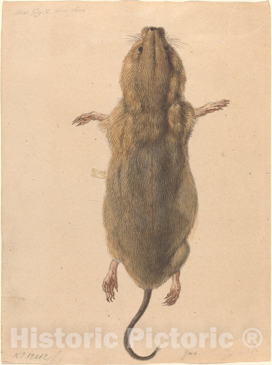 Art Print : Johann Rudolph Schellenberg, A Field Mouse, from Above, c. 1775 - Vintage Wall Art