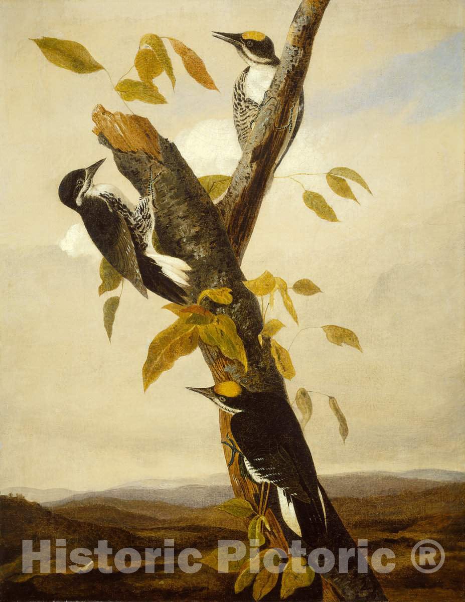 Art Print : Kidd, After Audubon, Black-Backed Three-Toed Woodpecker, c.1832 - Vintage Wall Art