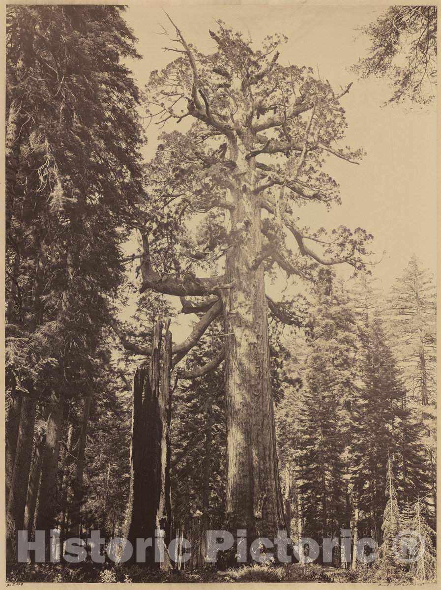 Art Print : Carleton E. Watkins, Grizzly Giant, Mariposa Grove, 1861 - Vintage Wall Art