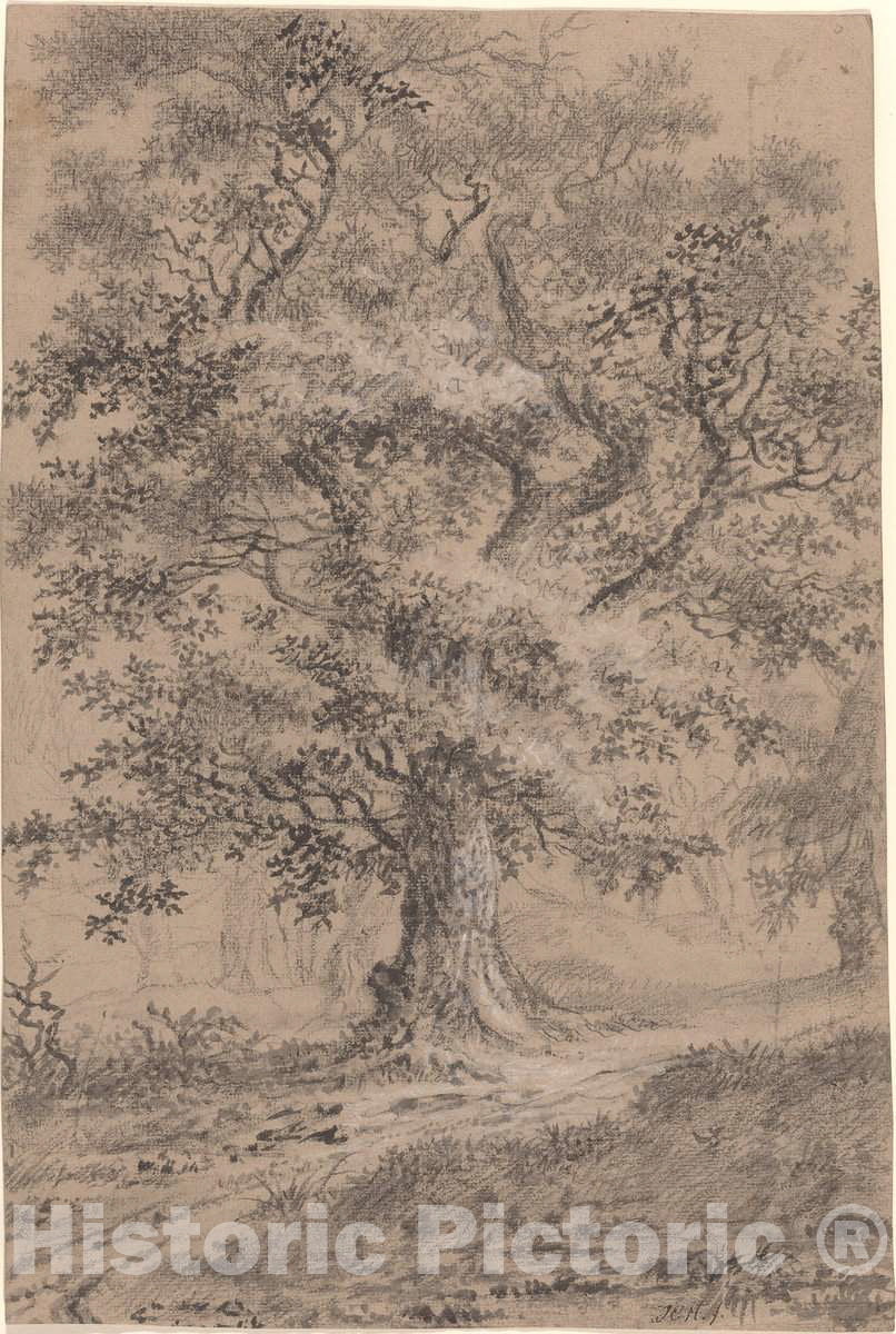 Art Print : Johann Caspar Huber, A Leafy Oak by a Woodland Path, 1780s - Vintage Wall Art