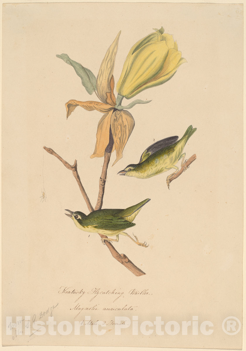 Art Print : John Woodhouse Audubon, Kentucky Fly-catching Warbler, 1830s - Vintage Wall Art