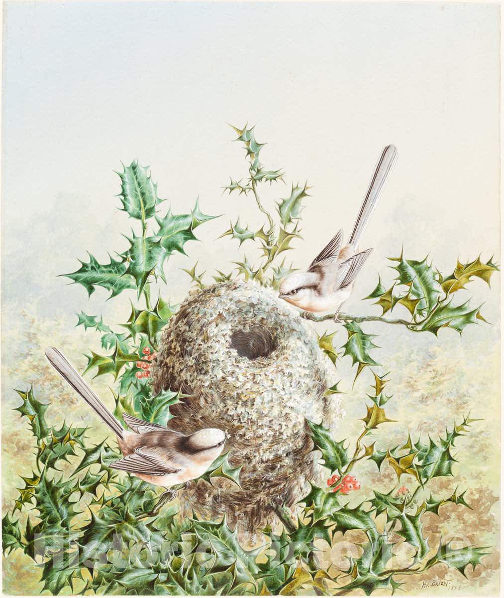 Art Print : Harry Bright, Coral Buntings and Their Nest in a Holly Tree, 1878 - Vintage Wall Art