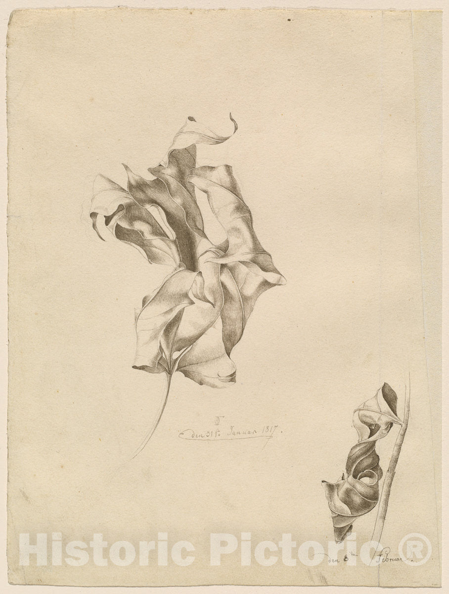 Art Print : Friedrich Olivier, Shriveled Leaves, 1817 - Vintage Wall Art