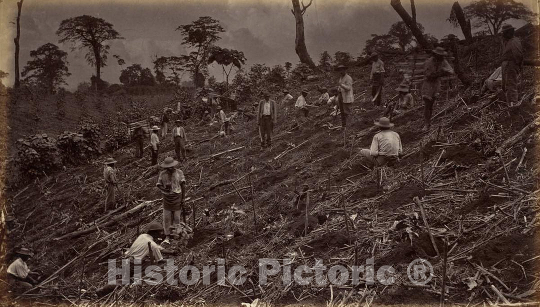 Art Print : Eadweard Muybridge, Setting Out a Coffee Plantation at Antigua de Guatemala, 1875 - Vintage Wall Art