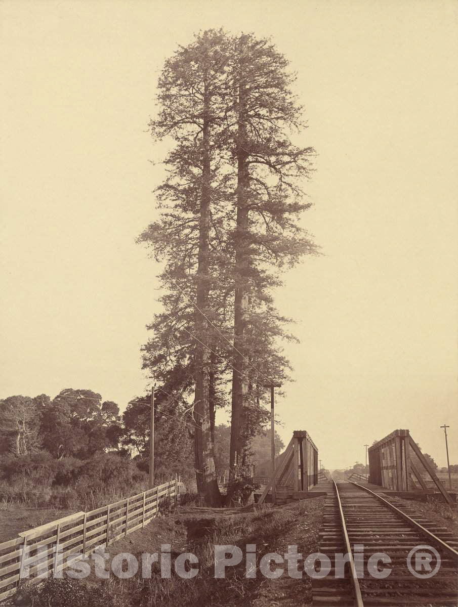 Art Print : Carleton E. Watkins, Twin Redwoods, Palo Alto, 1870 - Vintage Wall Art