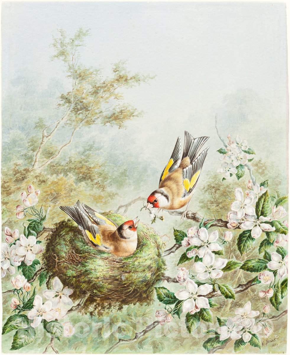 Art Print : Harry Bright, Gold Finches and Their Nest in an Apple Tree, 1878 - Vintage Wall Art