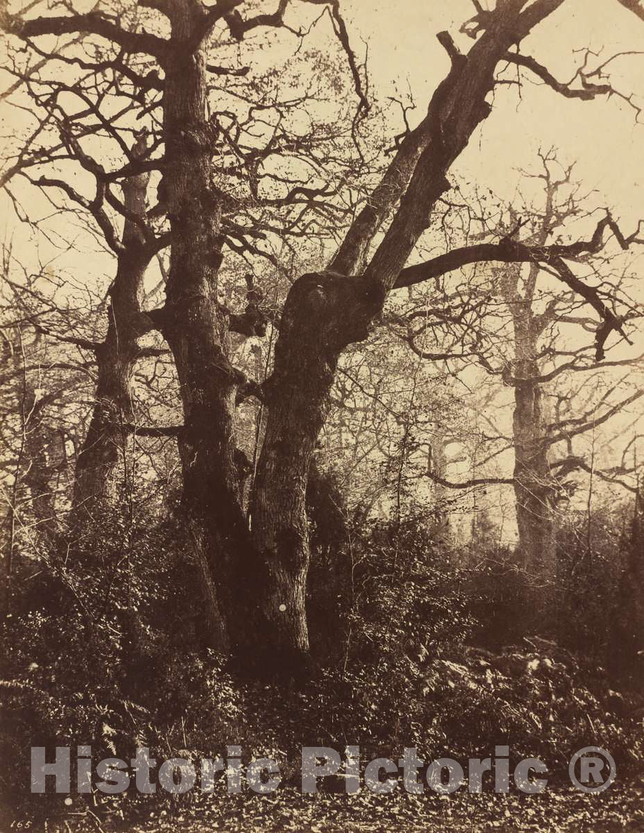 Art Print : EugÃ¨ne Cuvelier, Tree Study, Fontainebleau, 1860 - Vintage Wall Art