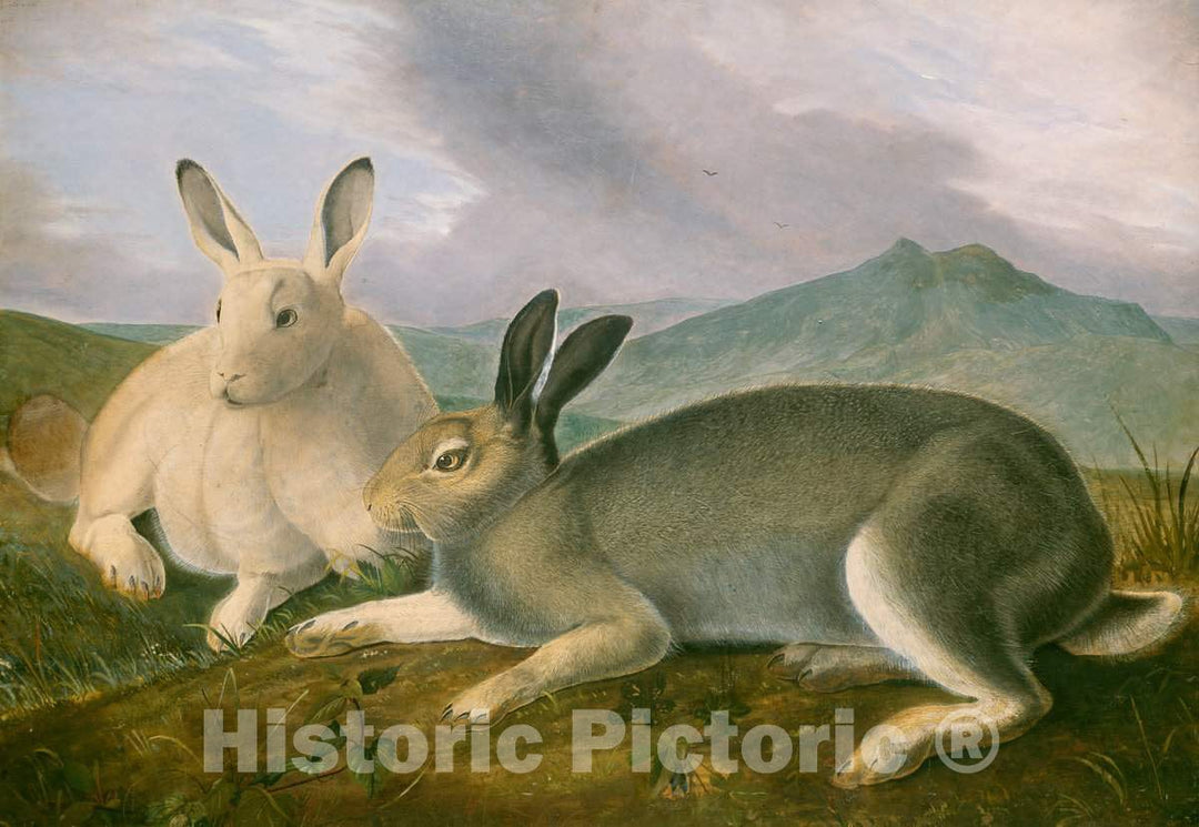 Art Print : John James Audubon, Arctic Hare, c. 1841 - Vintage Wall Art