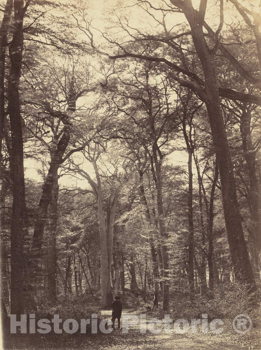 Art Print : Constant Alexandre Famin, Forest Scene, c. 1865 - Vintage Wall Art