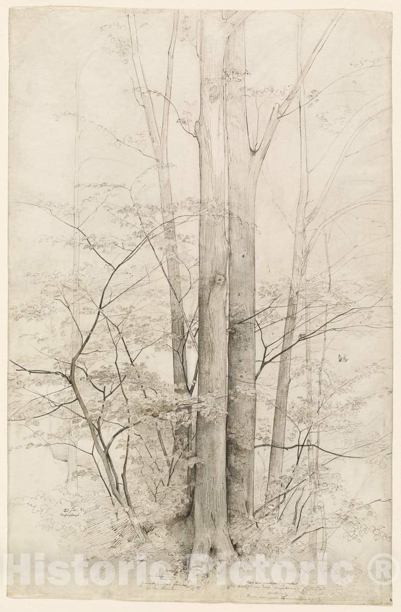 Art Print : Heinrich Dreber, A Stand of Trees, 1840 - Vintage Wall Art