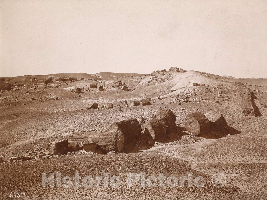 Art Print : A.C. Vroman, in The Petrified Forest (General View, Middle Park), c.1895-1897 - Vintage Wall Art